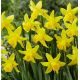 Narcissus - February Gold