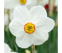 Narcissus - poeticus Actaea