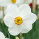 Narcissus - poeticus Actaea