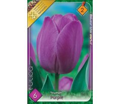 Tulipa - Attila