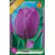 Tulipa - Triump Purple