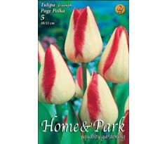 Tulipa Triumph - Page Polka