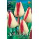 Tulipa Triumph - Page Polka