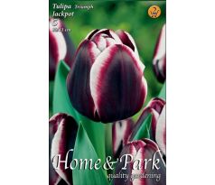 Tulipa Triumph - Jackpot