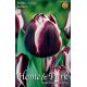 Tulipa Triumph - Jackpot