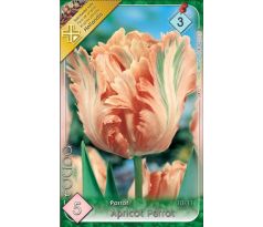 Tulipa Parrot - Apricot Parrot