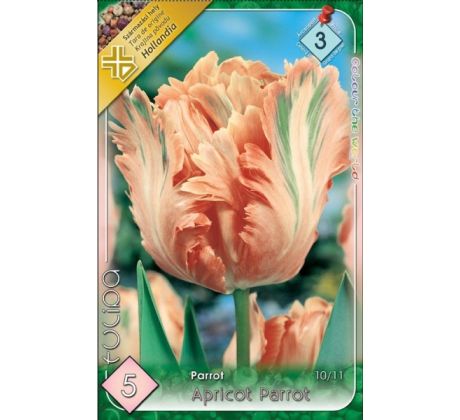 Tulipa Parrot - Apricot Parrot