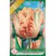 Tulipa Parrot - Apricot Parrot