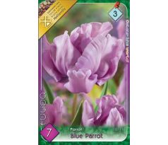 Tulipa Parrot -Blue Parrot