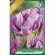 Tulipa Parrot -Blue Parrot