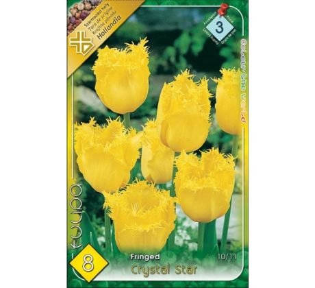 Tulipa Fringed - Crystal Star