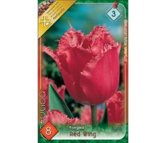 Tulipa Fringed - Red Wing