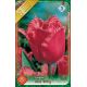 Tulipa Fringed - Red Wing