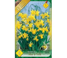 Narcissi Botanical - Tete a Tete