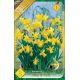 Narcissi Botanical - Tete a Tete