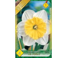 Narcissus Large Cupped - Ice Follies