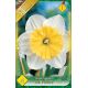 Narcissus Large Cupped - Ice Follies
