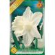Narcissi Trumpet - Mount Hood