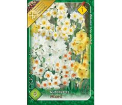 Narcissus multiflowered mixed