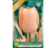 Tulipa Single Early - Apricot Beauty