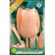 Tulipa Single Early - Apricot Beauty