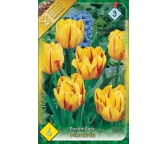 Tulipa Double Early - Monsella