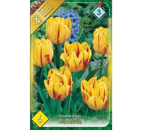 Tulipa Double Early - Monsella