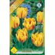 Tulipa Double Early - Monsella