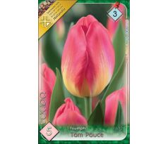 Tulipa - Tom Poucee