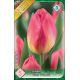 Tulipa - Tom Poucee