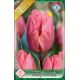 Tulipa - Pretty Princess