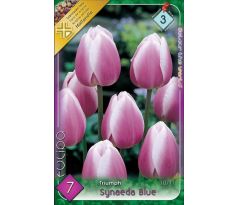 Tulipa Triumph -  Synaeda Blue