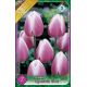 Tulipa Triumph -  Synaeda Blue