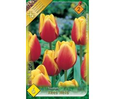 Tulipa Triumph - Kees Nelis