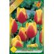 Tulipa Triumph - Kees Nelis