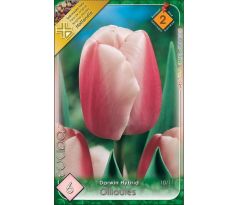 Tulipa Darwin Hybrid - Ollioules