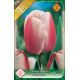Tulipa Darwin Hybrid - Ollioules