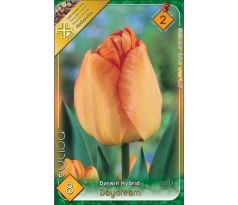Tulipa Darwin Hybrid - Daydream