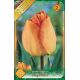 Tulipa Darwin Hybrid - Daydream