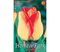 Tulipa Darwin Hybrid - American Dream