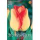 Tulipa Darwin Hybrid - American Dream