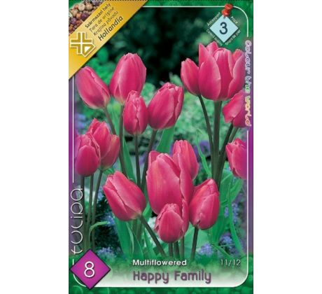 Tulipa Multiflowered - Happy Family