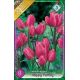 Tulipa Multiflowered - Happy Family