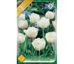 Tulipa Double late -Mount Tacoma