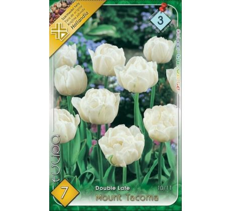 Tulipa Double late -Mount Tacoma