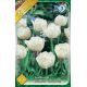 Tulipa Double late -Mount Tacoma