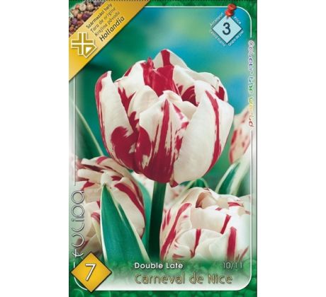 Tulipa Double late - Carneval de Nice
