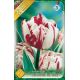 Tulipa Double late - Carneval de Nice
