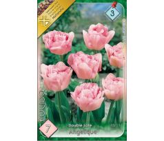 Tulipa Double late - Angelique