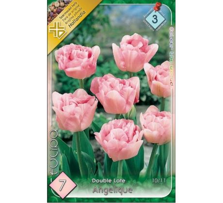 Tulipa Double late - Angelique